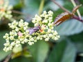 Sarcophaga fly on cayratia bushkiller flowers 1 Royalty Free Stock Photo