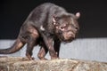 Sarcophilus harrisii also known as a tasmanian devil walking across rock in sunshine