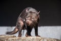 Sarcophilus harrisii also known as a tasmanian devil walking across rock in sunshine Royalty Free Stock Photo