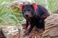 Sarcophilus harrisii - Tasmanian Devil in the night and day Royalty Free Stock Photo