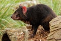 Sarcophilus harrisii - Tasmanian Devil in the night and day in Australia Royalty Free Stock Photo