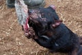 Sarcophilus harrisii - Tasmanian Devil in the night and day in Australia Royalty Free Stock Photo