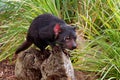 Sarcophilus harrisii - Tasmanian Devil in the night and day Royalty Free Stock Photo