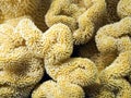 Sarcophyton Coral detail