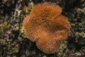 Sarcophyton coral. Soft mushroom. Royalty Free Stock Photo