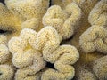 Sarcophyton Coral in tropical reef Royalty Free Stock Photo