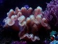 Colorful Sarcophyton soft coral - Sarcophyton ehrenbergi Royalty Free Stock Photo