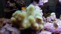 Colorful Sarcophyton soft coral - Sarcophyton ehrenbergi