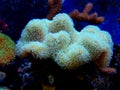 Colorful Sarcophyton soft coral - Sarcophyton ehrenbergi Royalty Free Stock Photo