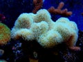 Colorful Sarcophyton soft coral - Sarcophyton ehrenbergi