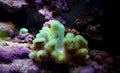 Colorful Sarcophyton soft coral - Sarcophyton ehrenbergi Royalty Free Stock Photo