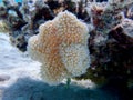 Underwater photography of Sarcophyton soft coral (Alcyoniidae sp.)