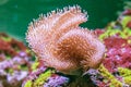 Beautiful specimen of Sarcophyton coral Royalty Free Stock Photo