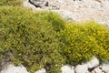 Sarcopoterium spinosum and Genista Royalty Free Stock Photo