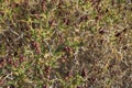 Sarcopoterium spinosum shrub