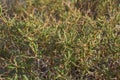 Sarcopoterium spinosum shrub