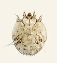 Sarcoptes scabiei or the itch mite, parasitic microorganism of human skin Royalty Free Stock Photo