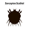 Sarcoptes scabiei. scabies. Sexually transmitted disease. Infographics. Vector illustration on isolated background.