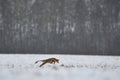 Sarcoptic Mange in red fox