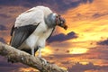 Sarcoramphus papa on golden sunset background