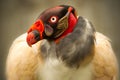 Sarcoramphus Papa King Vulture Royalty Free Stock Photo