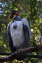 Sarcoramphus Papa King Vulture Royalty Free Stock Photo