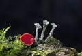 Sarcoscypha austriaca and Cladonia pyxidata, or the pebbled cup lichen is a species of cup lichen in the family Cladoniaceae