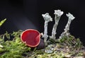 Sarcoscypha austriaca and Cladonia pyxidata, or the pebbled cup lichen is a species of cup lichen in the family Cladoniaceae