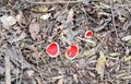 Sarcoscypha austriaca, scarlet elfcup Ã¢â¬â scarlet cup, edible mushrooms growing on the leaf litter in forest in early spring or