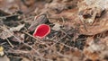 Sarcoscypha coccinea - scarlet elfcup in early spring.