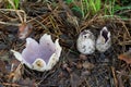 Sarcosphaera coronaria mushroom in the needles. Royalty Free Stock Photo