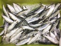 Sardina pilchardus Sardine pilchard is a fish of blue meat very appreciated in Spain typical in the beach bars roasted on the