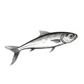 Sardine: A Captivating Black And White Sketch Vector Illustration