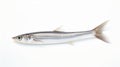 Eye-catching Garfish On White Background Royalty Free Stock Photo