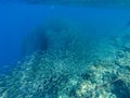 Sardine carousel and coral reef in open sea water. Massive fish school underwater photo. Pelagic fish school