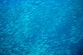 Sardine carousel in open sea water scene. Massive fish school underwater photo. Pelagic fish swimming in saltwater