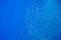 Sardine colony in blue sea water closeup. Massive fish school underwater photo. Pelagic fish swimming in seawater.