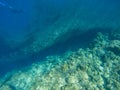 Sardine colony and diver in open sea water. Massive fish school underwater photo. Pelagic fish swimming in seawater. Royalty Free Stock Photo