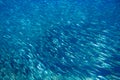 Sardine colony in open sea water closeup. Massive fish school underwater photo. Pelagic fish swimming in seawater. Royalty Free Stock Photo