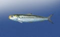 Sardine