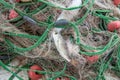 Sardine entangled in a fishing net, industrial fishing