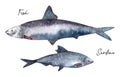 Sardine European pilchard, apanese Sardine or Iwashi Herring fish watercolor illustration
