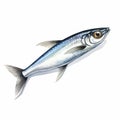 Realistic Watercolor Sardine Fish Clipart Illustration