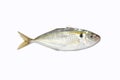 Sardine fish Royalty Free Stock Photo