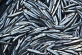 Sardine Royalty Free Stock Photo