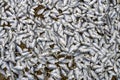 Sardine fish drying on hessian matting on the beach at Negombo in Sri Lanka. Royalty Free Stock Photo