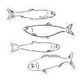 Sardine fish hand drawing vintage engraving illustration Royalty Free Stock Photo