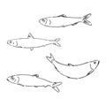 Sardine fish hand drawing vintage engraving illustration Royalty Free Stock Photo