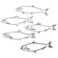 Sardine fish hand drawing vintage engraving illustration Royalty Free Stock Photo