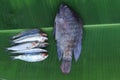 Sardine fish and tilapia fish